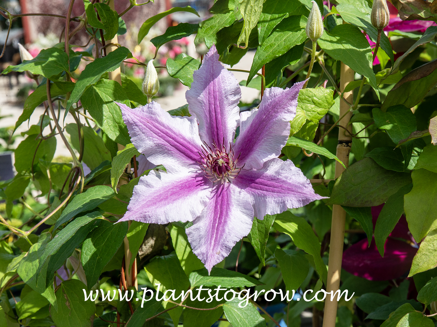 Clematis Cherokee (Clematis)
Large single flowers on compact plants.